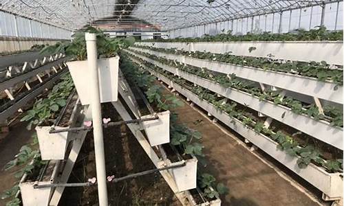 大棚草莓立体种植槽规格是多大(大棚草莓立体栽培)_https://www.hangfeite.com_科创板_第1张