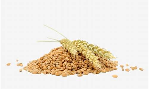 小麦粮食龙头(小麦粮食股票)_https://www.hangfeite.com_科创板_第1张