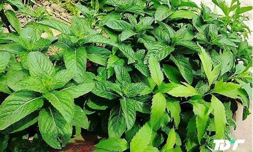 印度薄荷期货价格行情分析(印度薄荷脑今日市场行情)_https://www.hangfeite.com_创业板_第1张