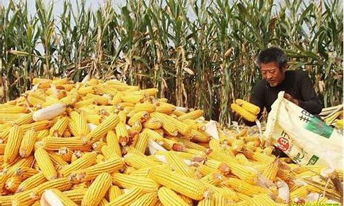 玉米油期货今日行情走势图(玉米油期货今日行情走势图分析)_https://www.hangfeite.com_北交所_第1张