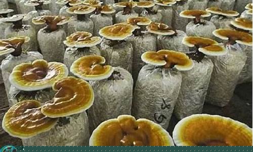 灵芝期货价格最新行情查询(今日铜价期货最新行情查询)_https://www.hangfeite.com_上交所_第1张