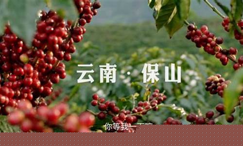 保山咖啡期货行情最新情况(云南保山咖啡厂电话是多少)_https://www.hangfeite.com_科创板_第1张