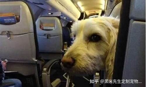 坐飞机狗狗怎么办托运(坐飞机狗狗怎么办托运手续)_https://www.hangfeite.com_北交所_第1张