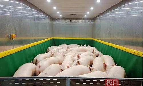 养猪的上市公司一览(养猪的上市公司有哪几家)_https://www.hangfeite.com_上交所_第1张
