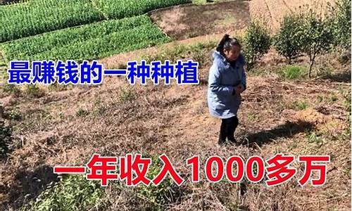 农村土地种什么最赚钱(农村土地种什么赚钱快)_https://www.hangfeite.com_创业板_第1张