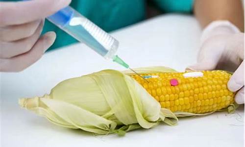 2024年转基因玉米品种(2024年转基因玉米品种有哪些)_https://www.hangfeite.com_创业板_第1张