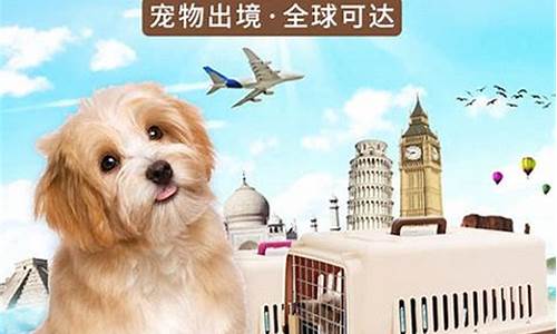 宠物托运平台哪家好(宠物托运平台哪个便宜)_https://www.hangfeite.com_上交所_第1张