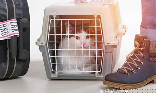 95572宠物托运(宠物托运怎么收费)_https://www.hangfeite.com_科创板_第1张