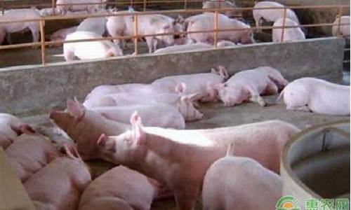 全国猪价多少钱一斤(目前全国猪价多少钱一斤)_https://www.hangfeite.com_深交所_第1张